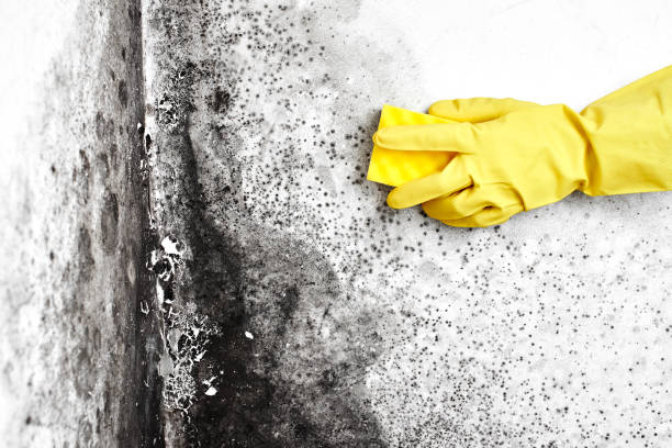 Best Crawl Space Mold Removal  in Emsworth, PA