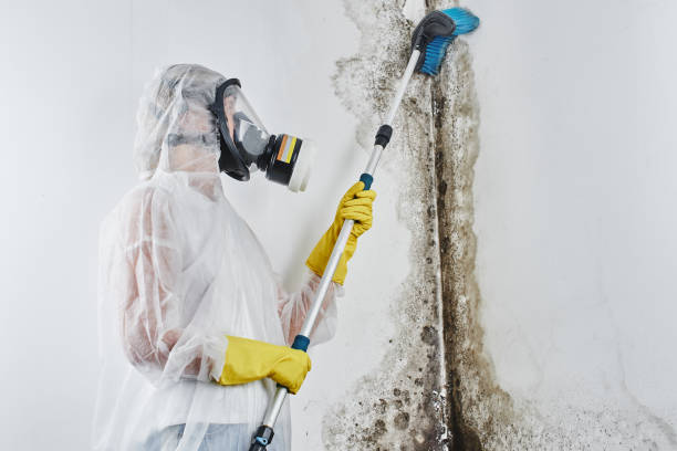 Best Commercial Mold Removal  in Emsworth, PA