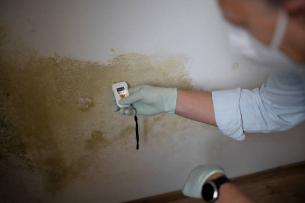Trusted Emsworth, PA Mold Removal Experts