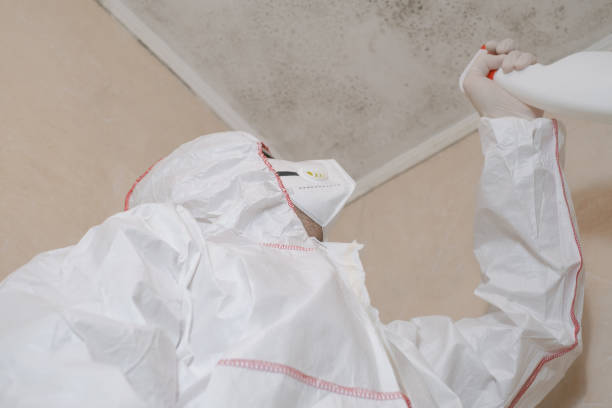 Best Mold Damage Repair  in Emsworth, PA