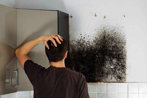 Mold Removal and Inspection in Emsworth, PA
